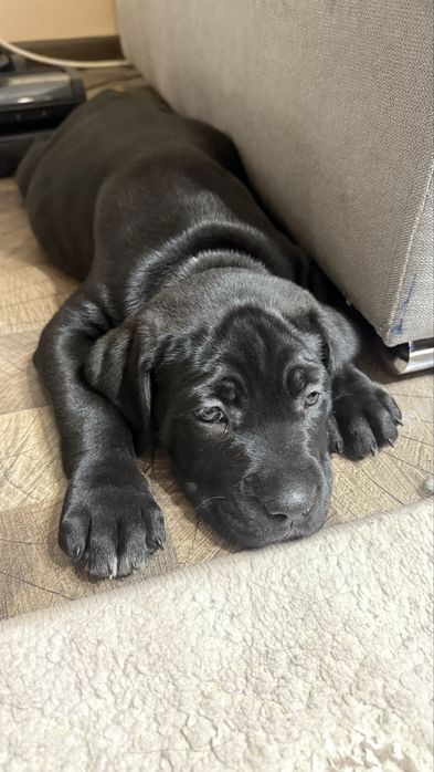 Женско кане-корсо