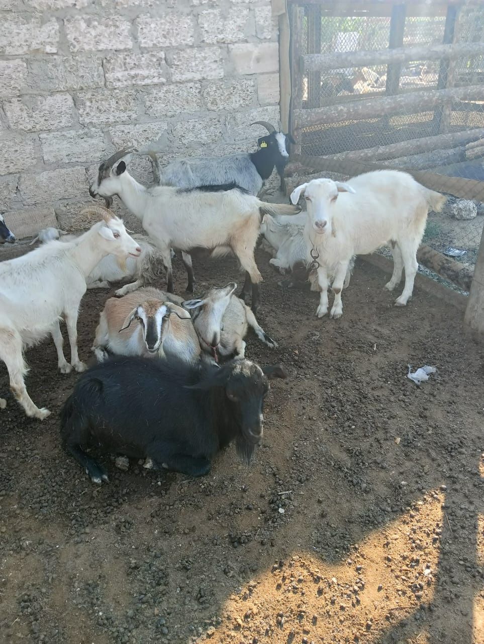 Лақты ешкілер бар