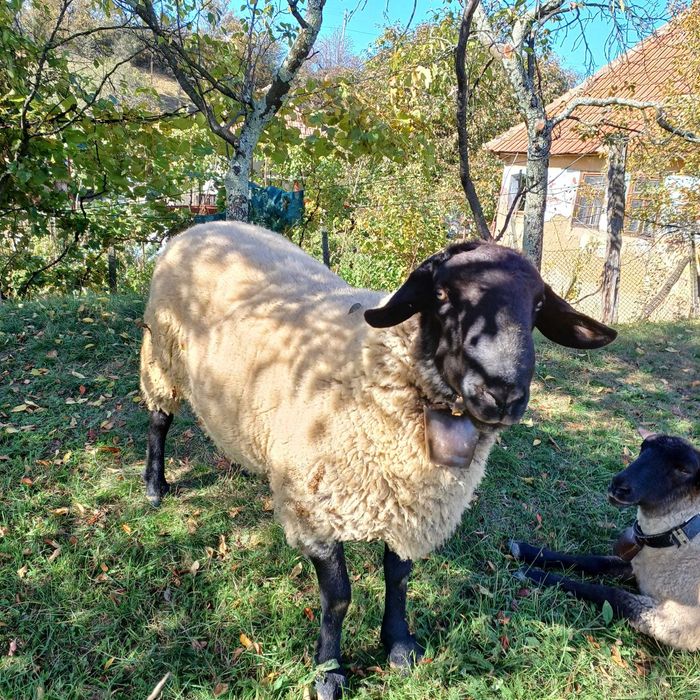 Berbec Suffolk de vanzare