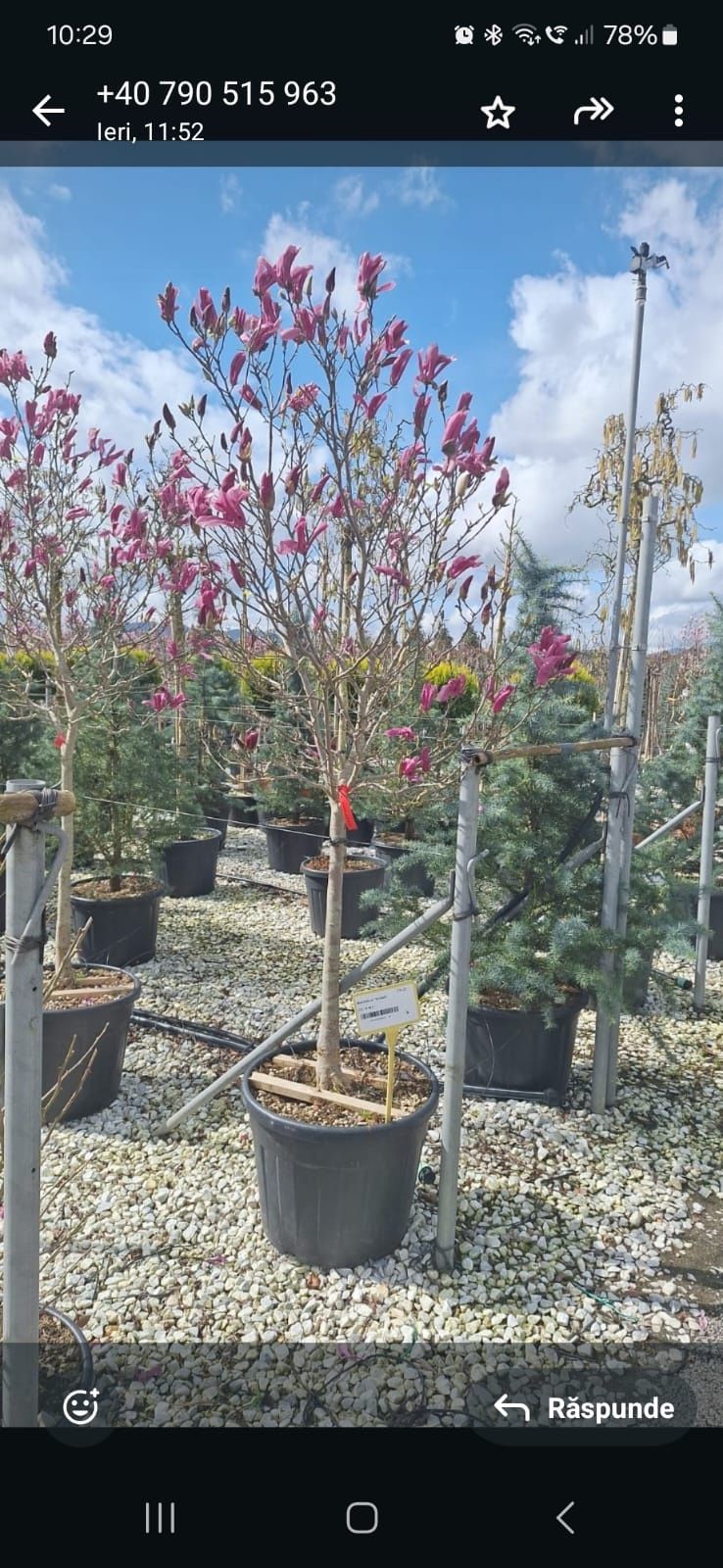 Magnolii tufa și copac diferite culori