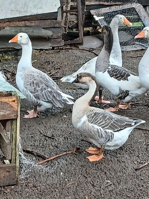 Gaste mari și grase