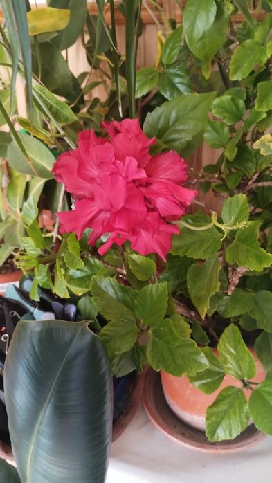 Ficus , Dracena ,, Crinul păcii, Trandafir japonez
MărT