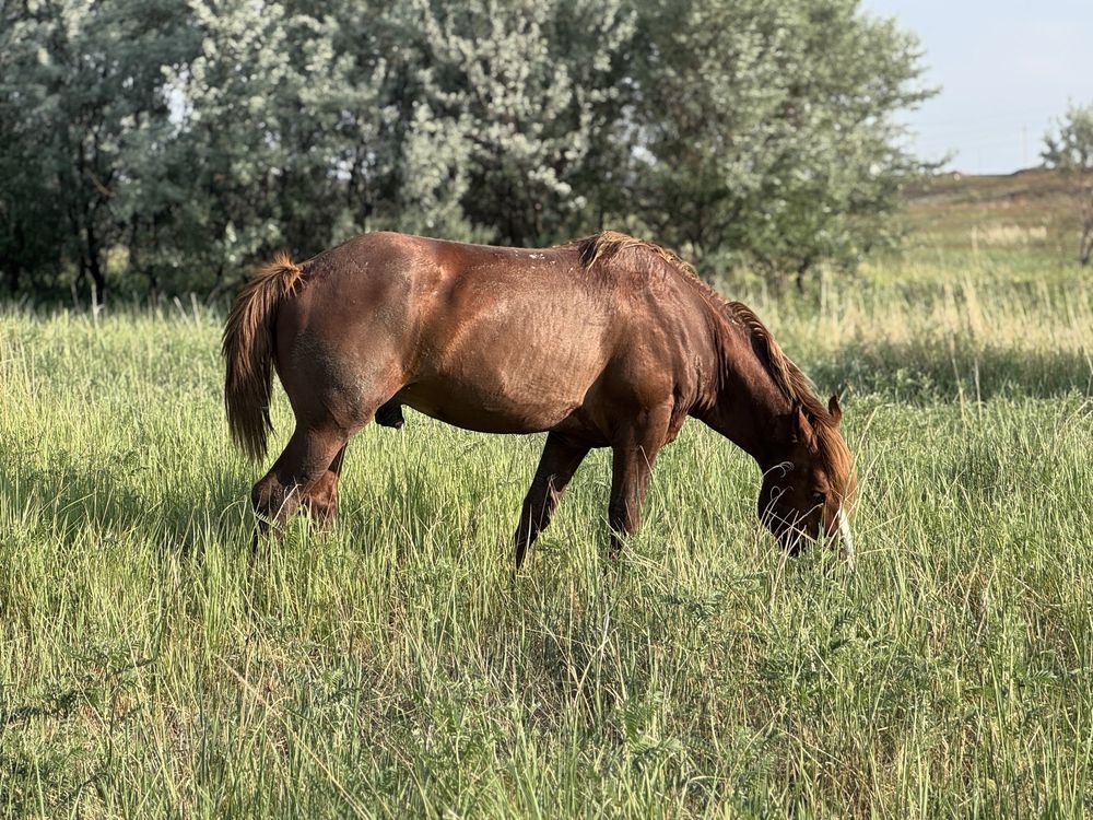 Продам жеребца 7 лет