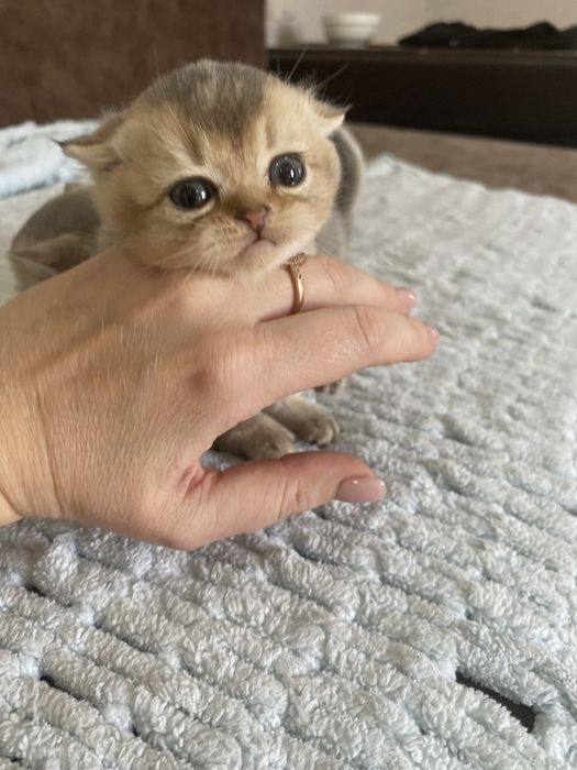 Золотая шиншилла