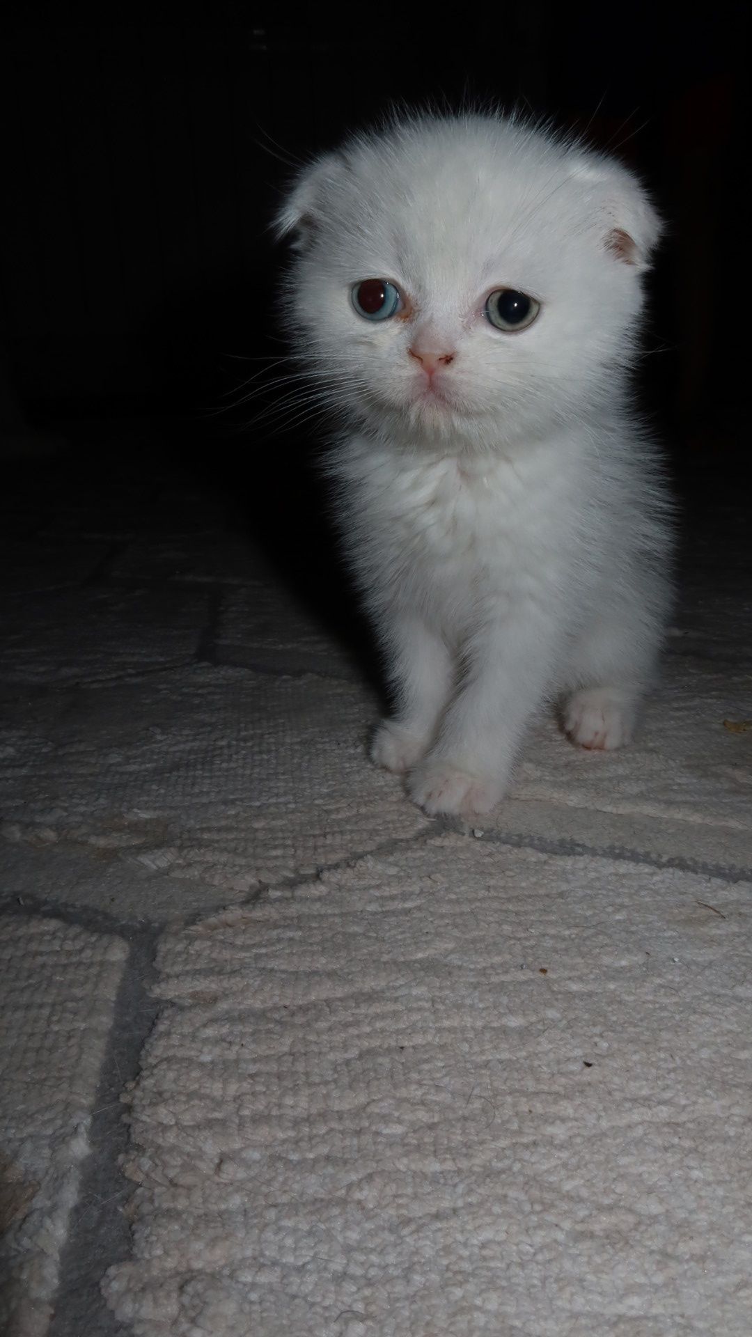 Продаются британские котята