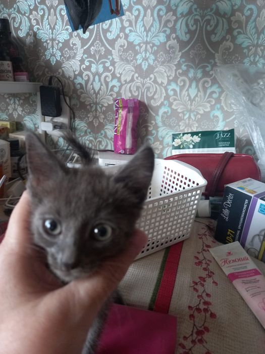 Котенок серенький девочка