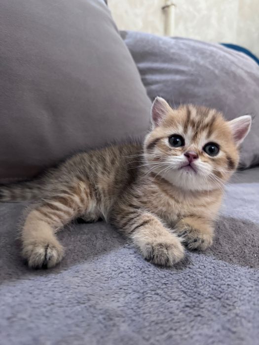 Котята скоттиш страйт