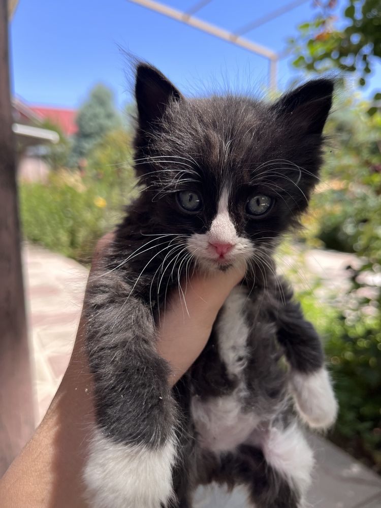 Котят уже забрали)