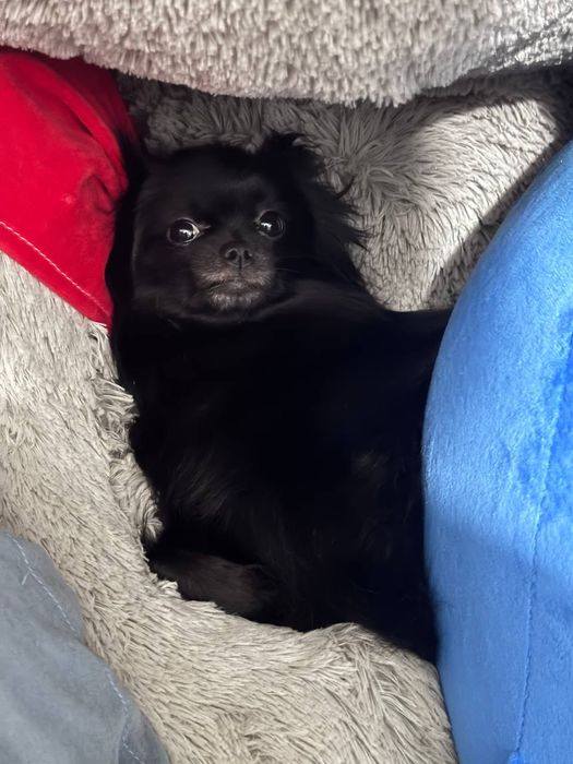 Продаю Немецкого Шпица