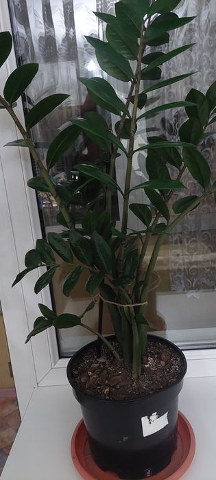 Продам комнатное растение