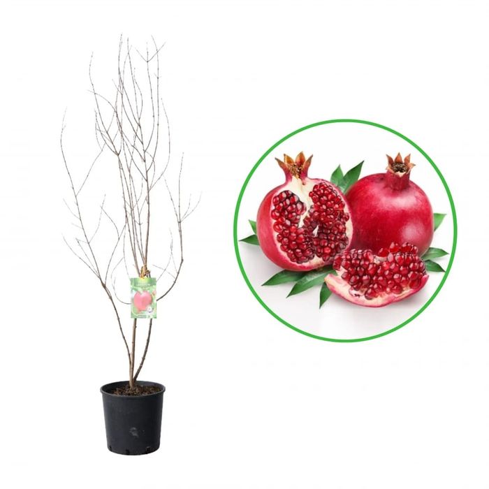 Pomi Fructiferi EXOTICI la Ghiveci (Rodiu )