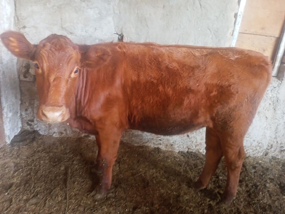 Продам тёлоку на согым