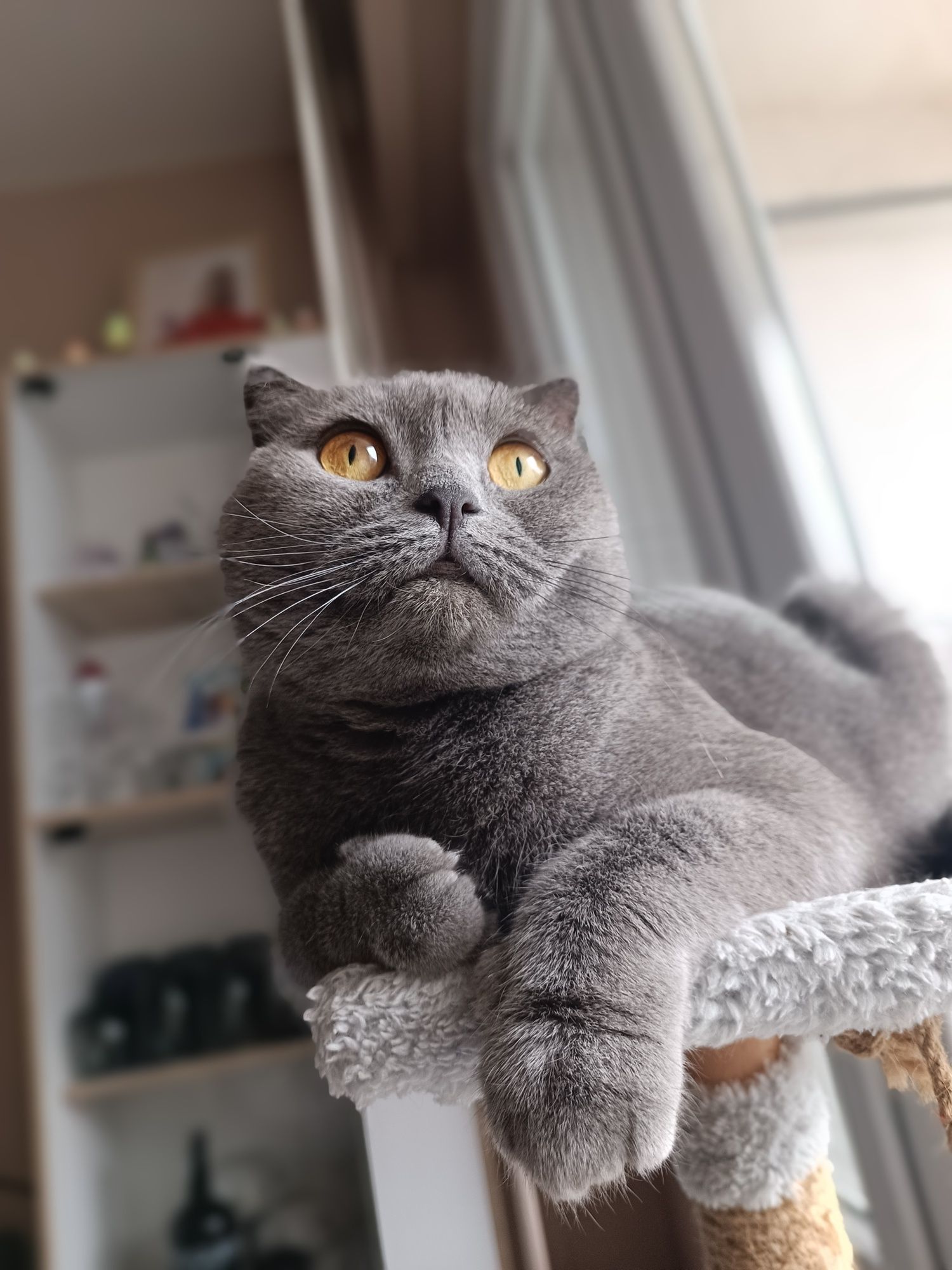 Шотландска клепоуха