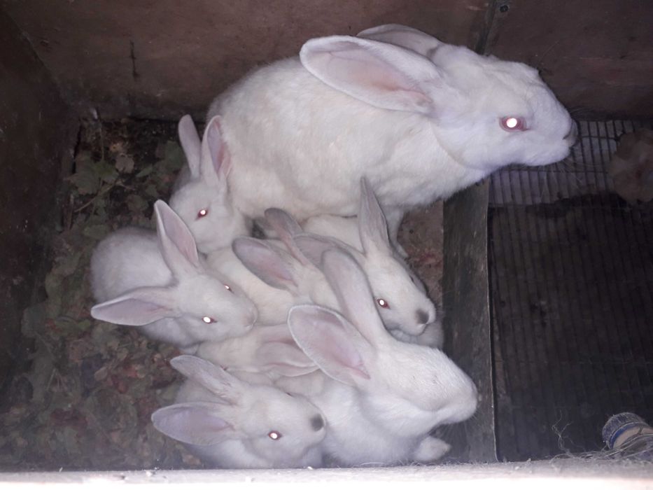 Кролики адрес Самарканд раен Шодимурод ресторан утканда Нуробод кишлок