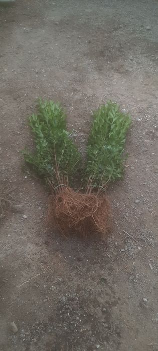 Жив плет Лигуструм