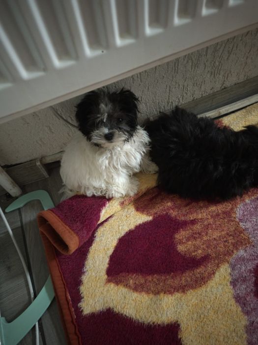 Donez căței bichon cu părinți cu tot