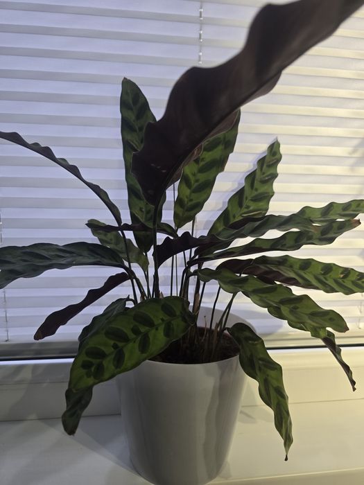 Калатея и спатифилум