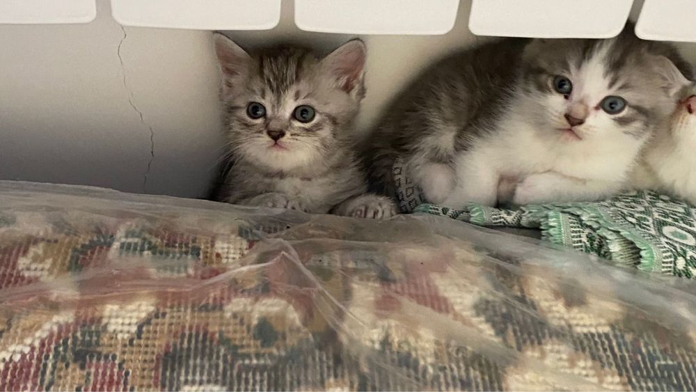 Котята. !! Отдадим в хорошие руки