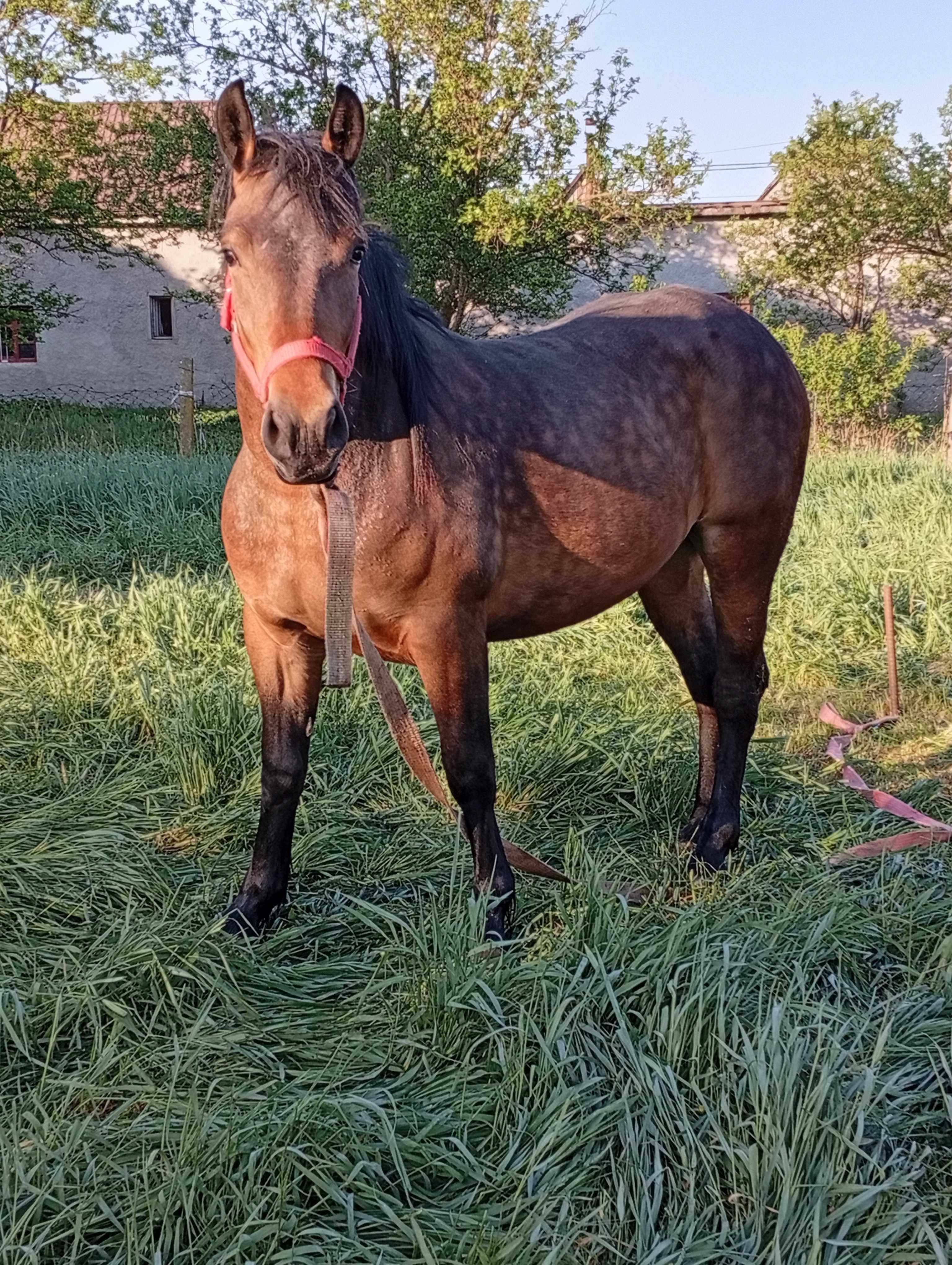 De vânzare mânză de 2 ani