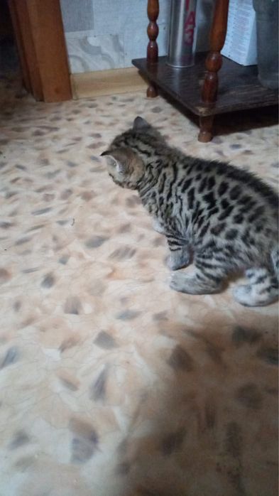 Продам кошечку бенгальской породы