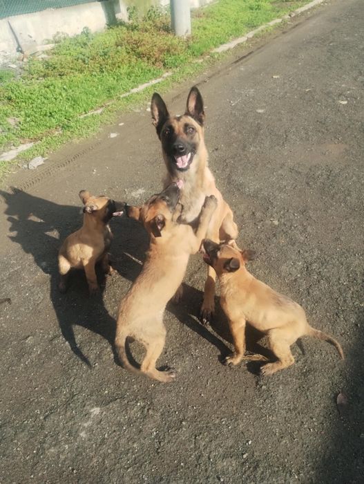 Продавам белгийски овчарки