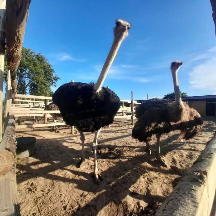 Familii de strut reproducatoare premium de 3 ani