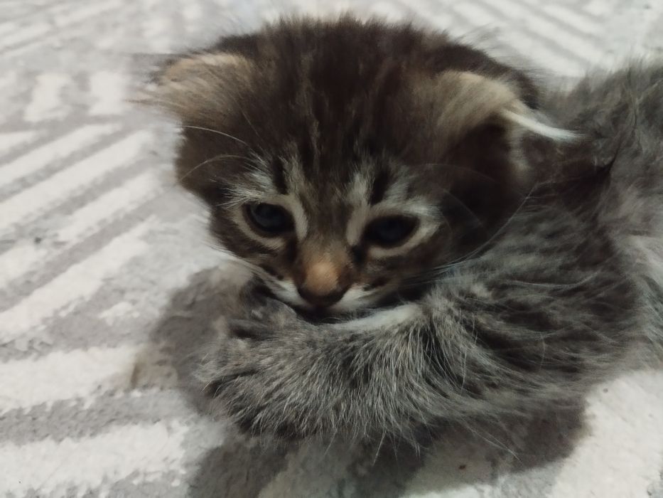 Серая веслоухая кошечка, почти 2 месяца