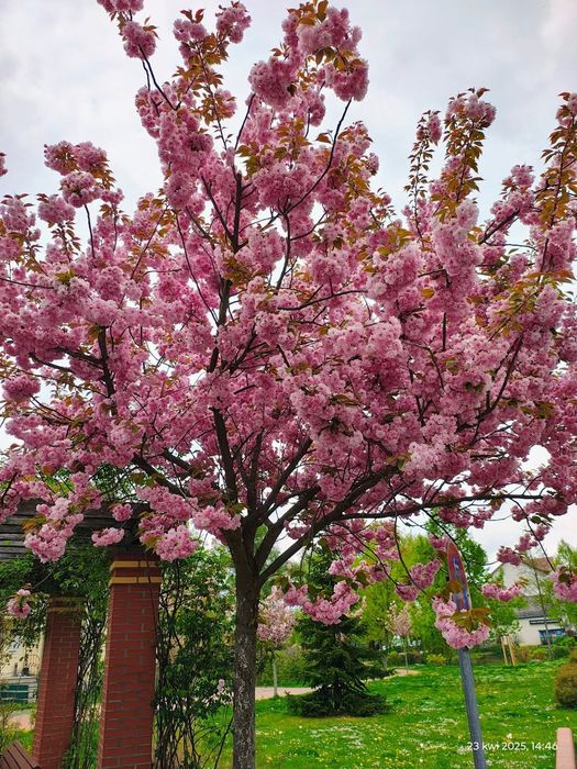 Японска вишна канзан