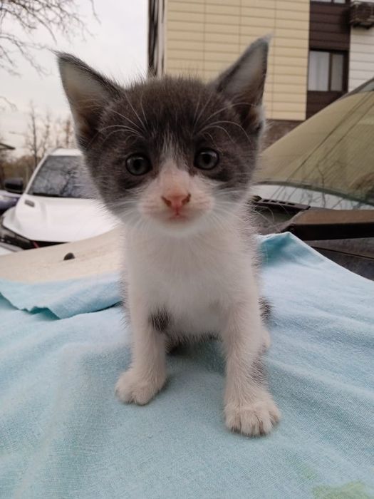 Отдам бесплатно котят