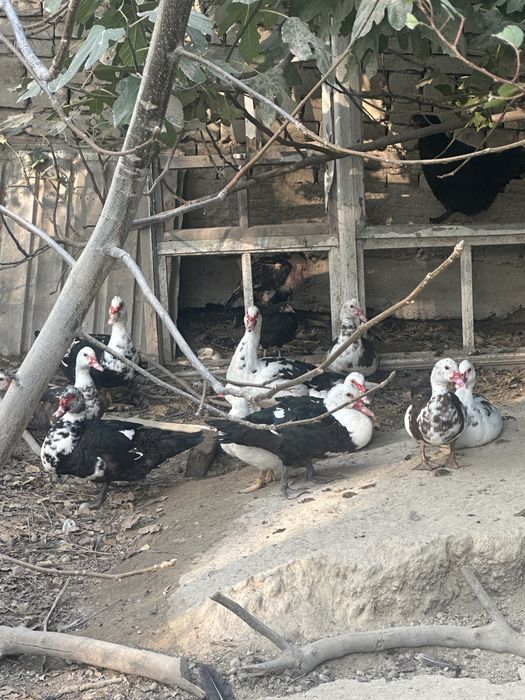 Индийский урдаклар сотилади 20 тача бор