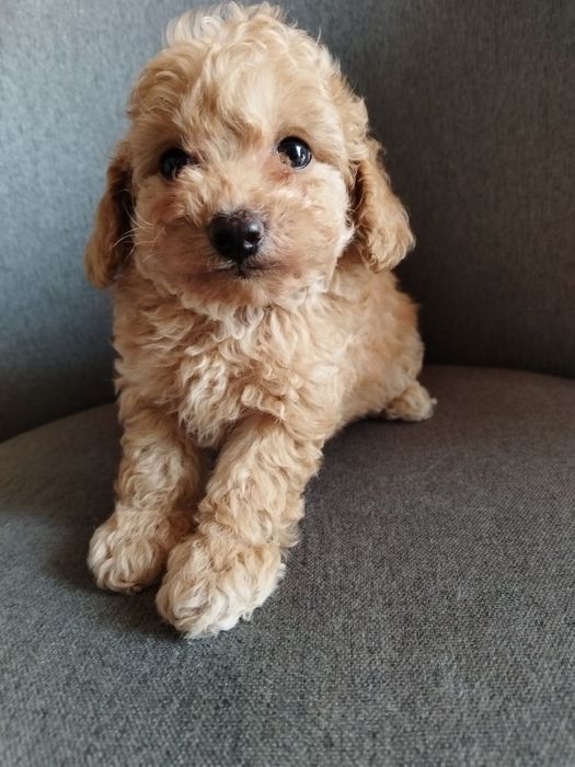 Toy/Mini poodle Той/Мини пудел