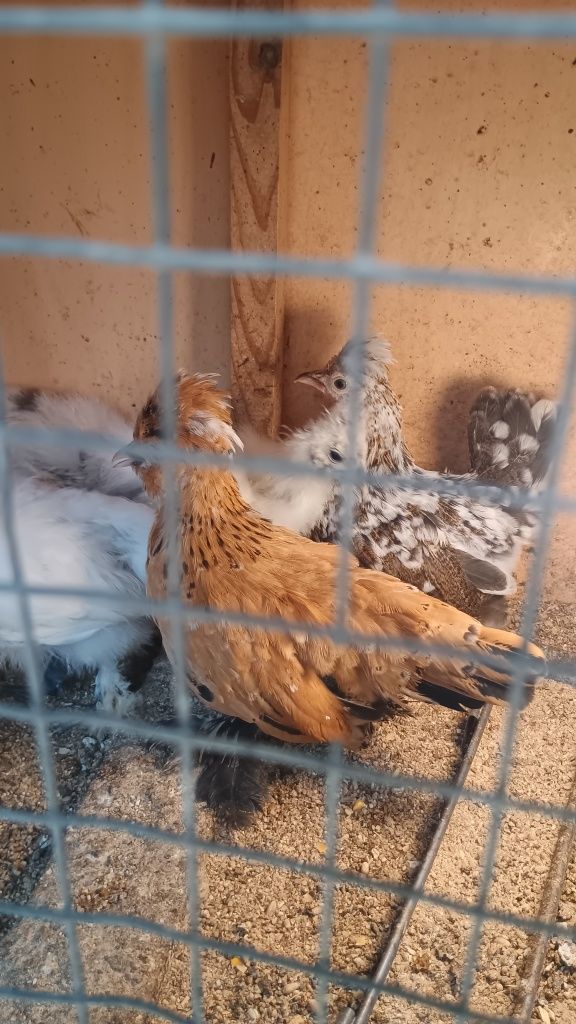 Пилета на различна възраст