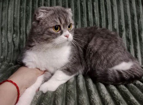 Шотландский котёнок 4 Мес мальчик
