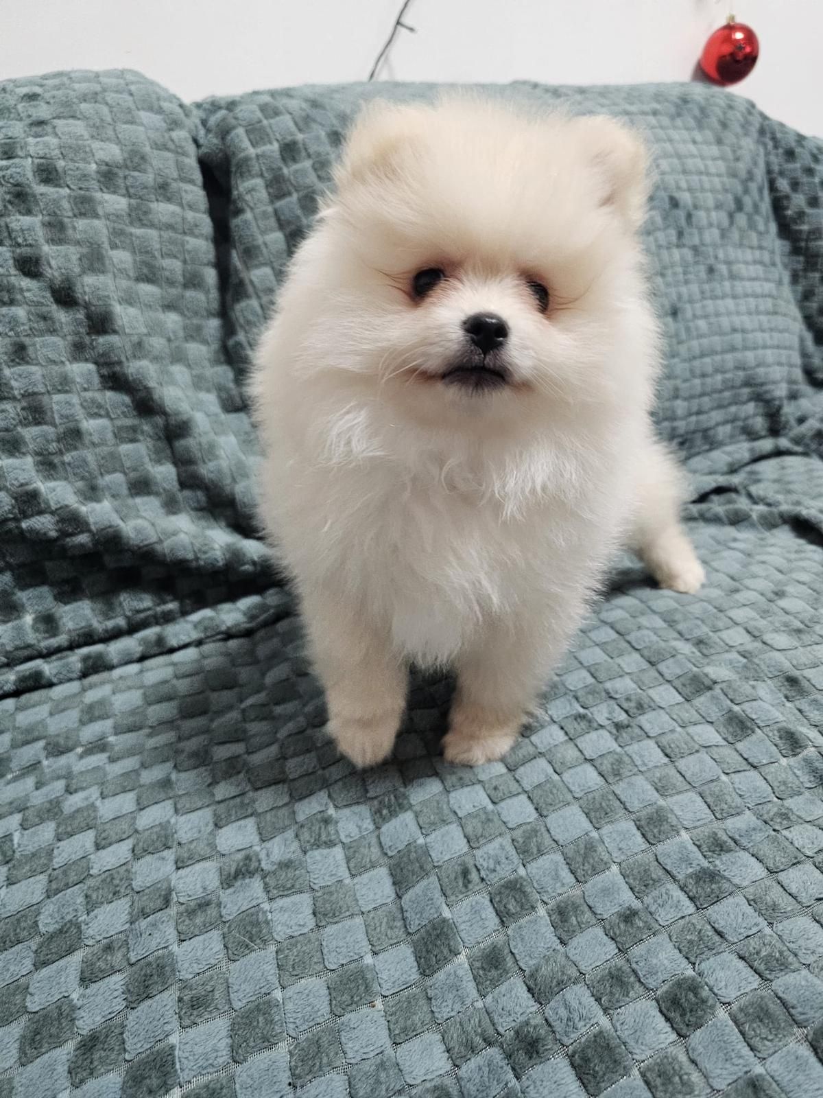 Pomeranian băiat superb de vânzare!