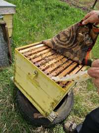 Stupi cu albine de vânzare