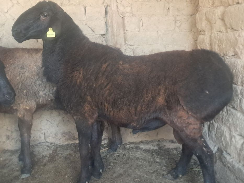 Кучкор сотилади соглом