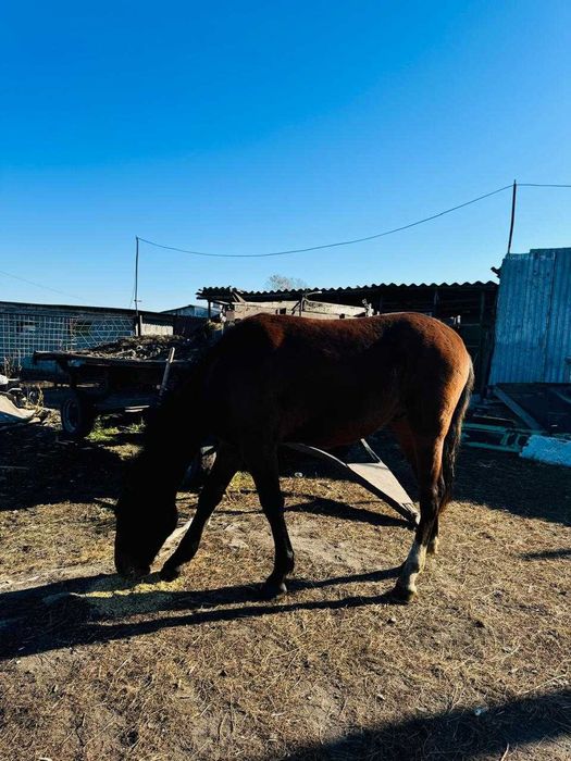 Продам жеребца или обменяю на кобылу