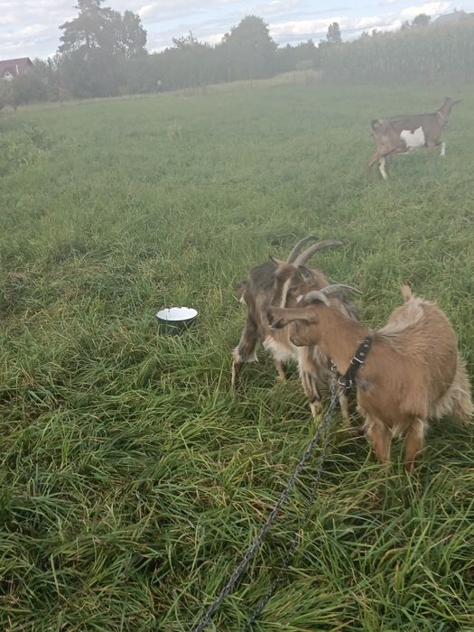 Vand capra și ieduță