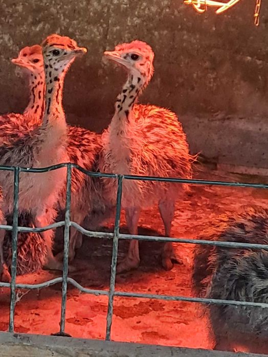 Vand pui de strut african