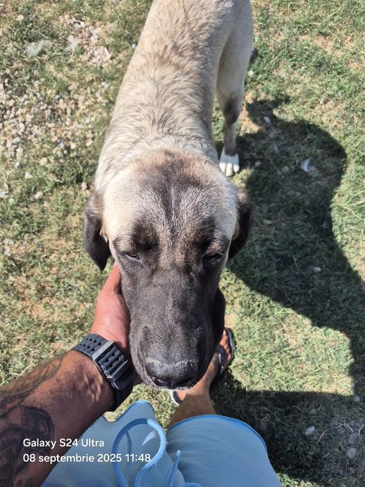 Catelusa 7 luni,vaccinata cipata!!