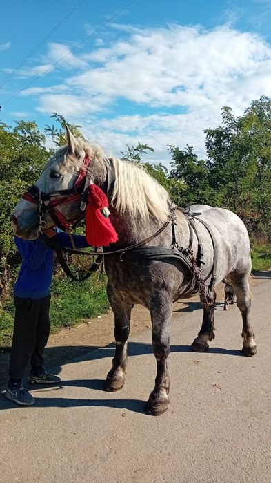 Devanzare iapa de 4ani
