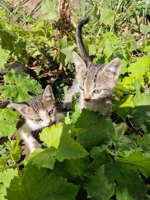 Pui de pisica pentru adopție