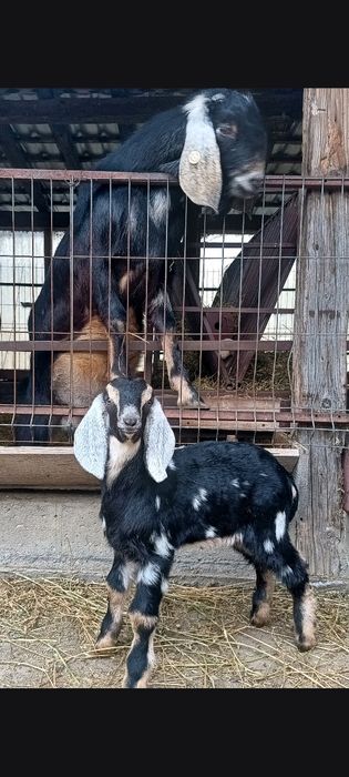 Tapi anglo nubieni cu pedegree