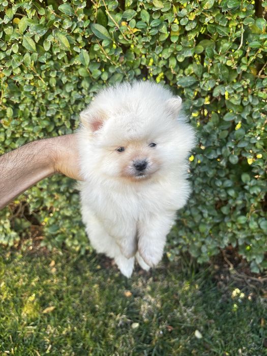 Померан - шпиц момичета