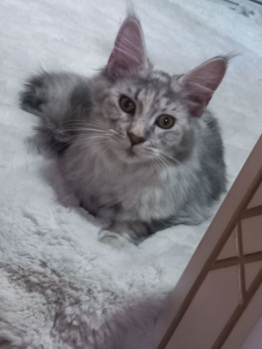 Продается кошка Мейн-кун