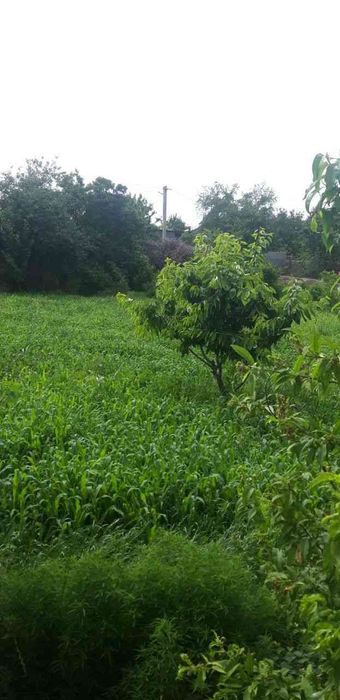 Navoiy viloyatida Yer sotiladi