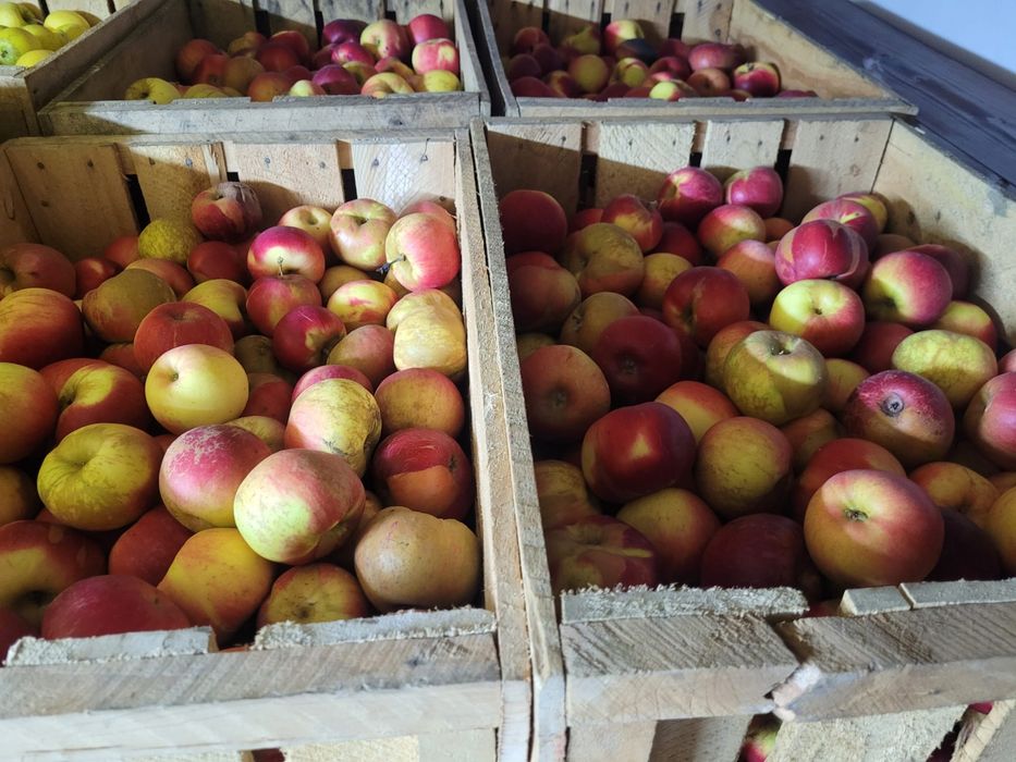 Mere de vanzare , Golden Jonathan