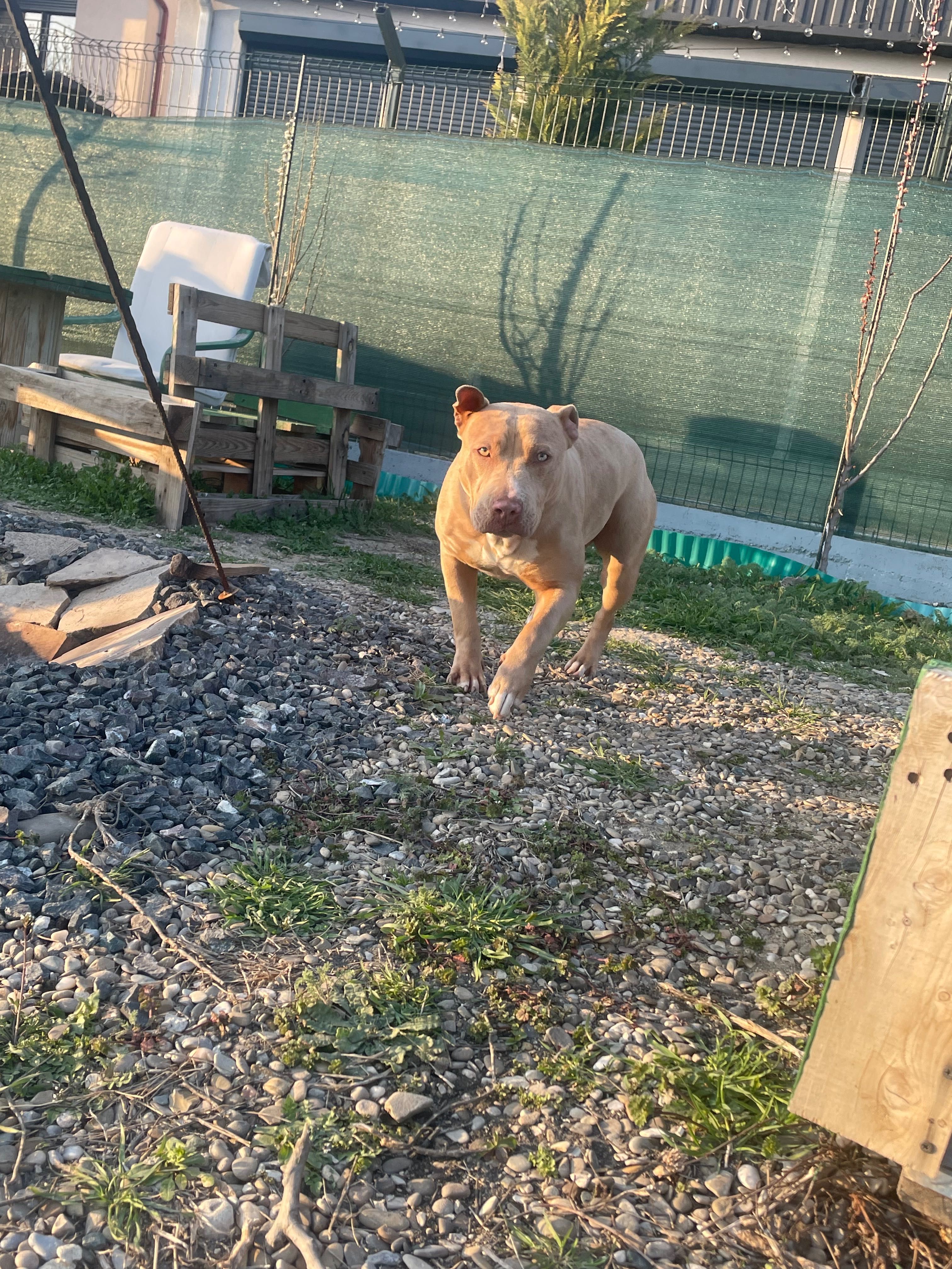 Catelusa American bully XL