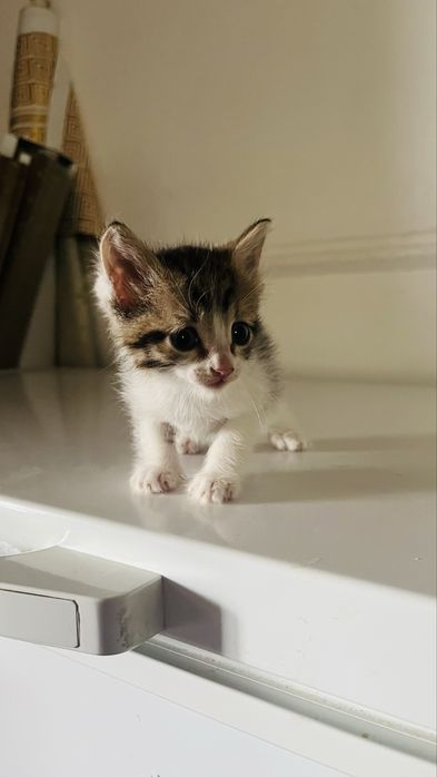 Котенки домашнык