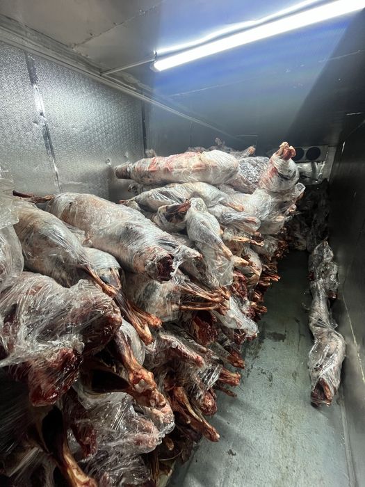 Продажа мясо Сайгака (сайга)